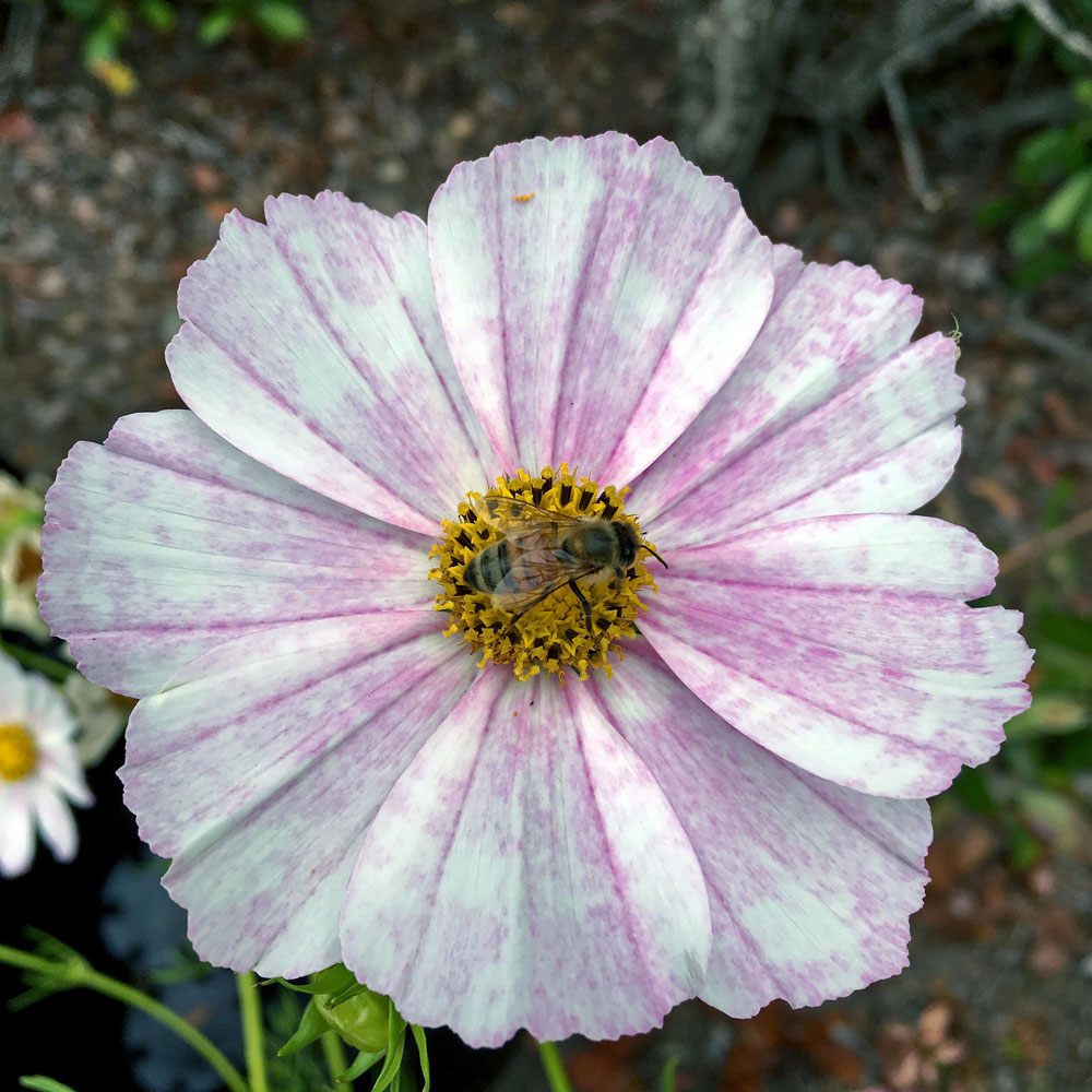 Versailles Flush Cosmos