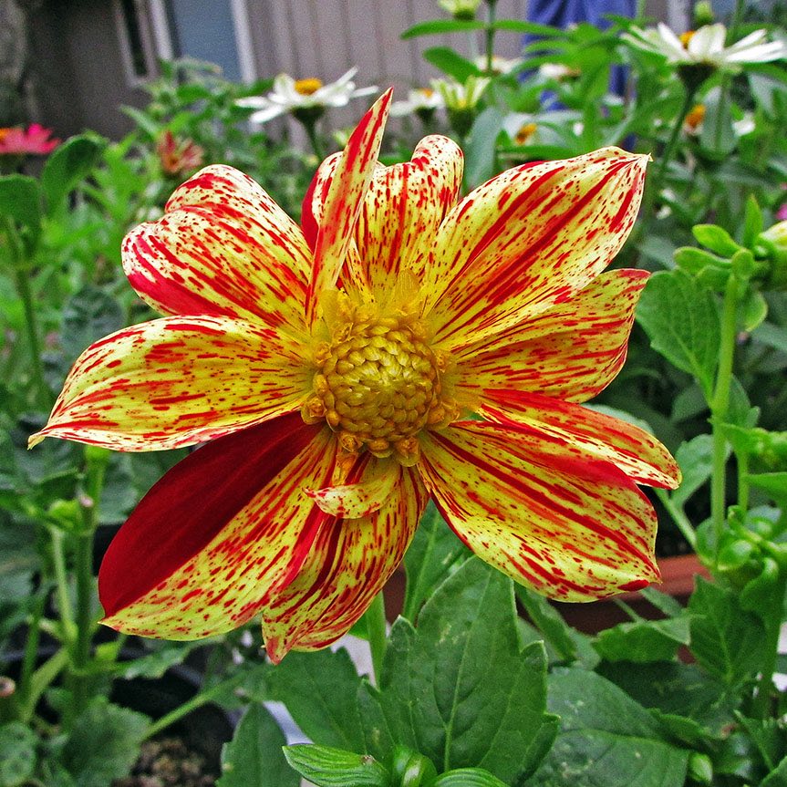 Fireworks Dahlia