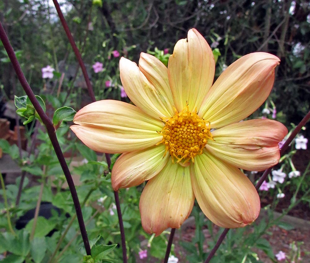 Species Mix Dahlia