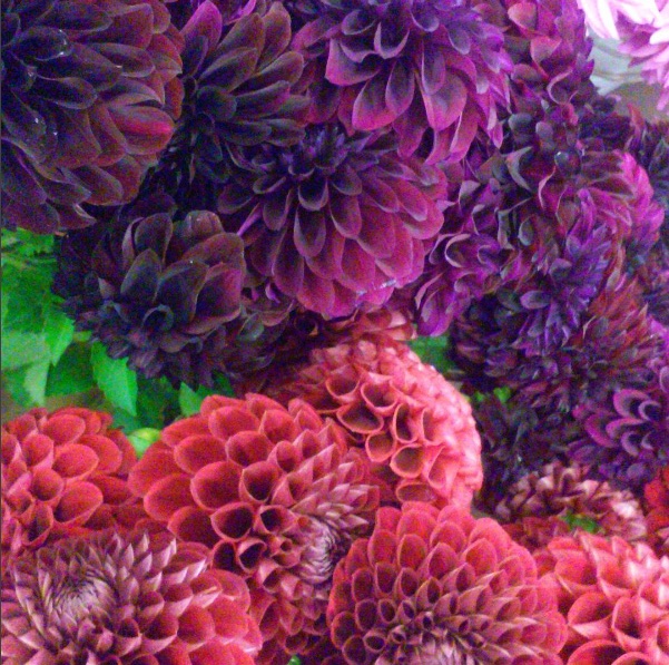 ball dahlias