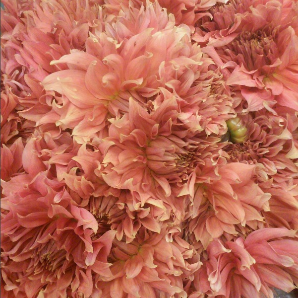 coral dahlias