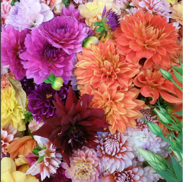 mix of dahlias