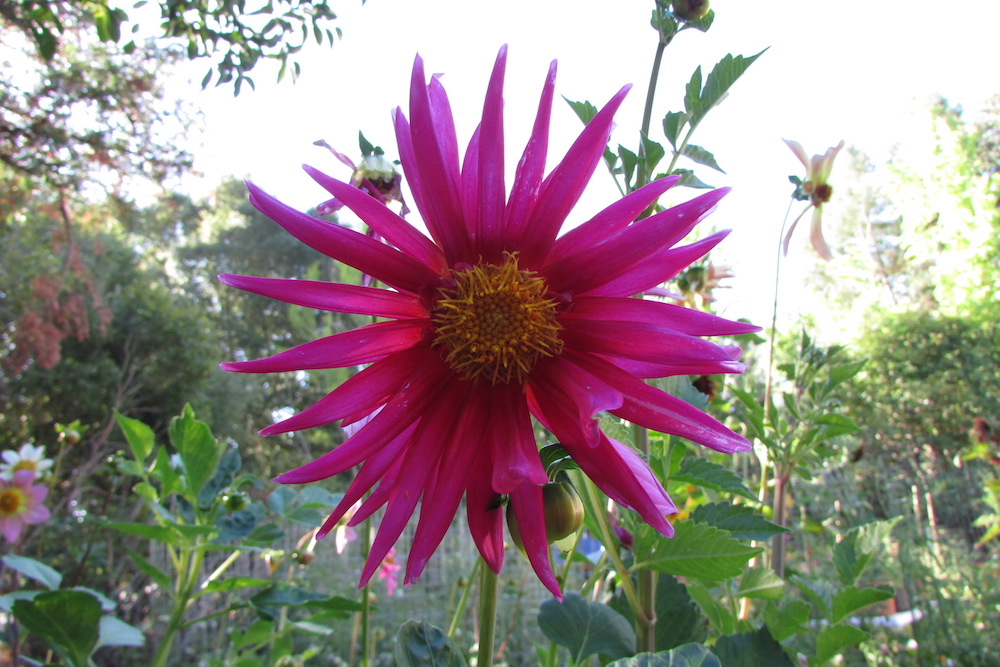 Giant Cactus Mix dahlia