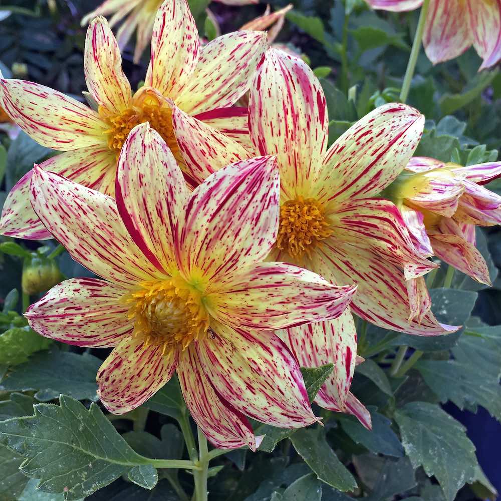 Fireworks dahlias