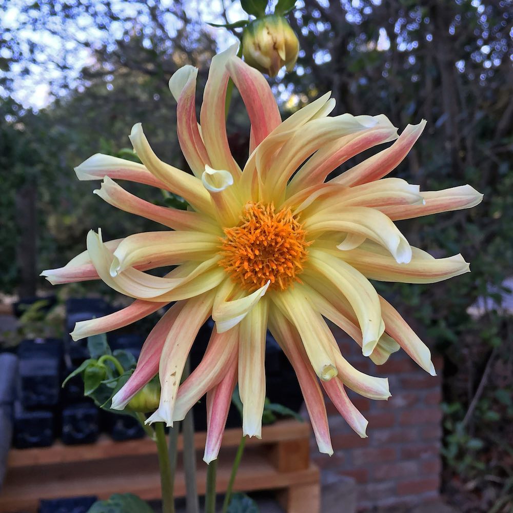 Giant Cactus Mix dahlia