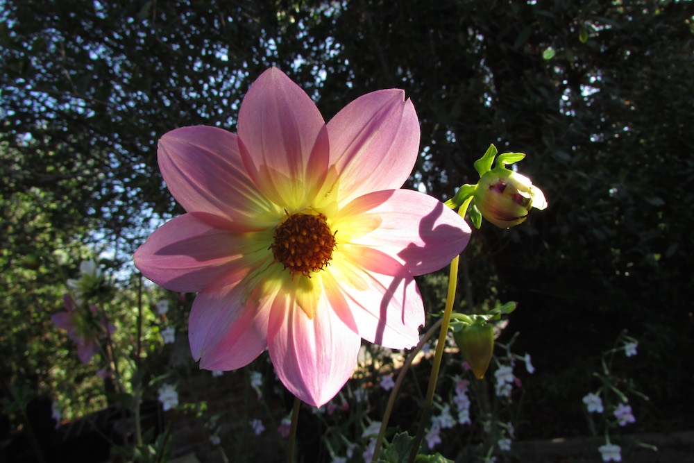 Species Mix dahlia