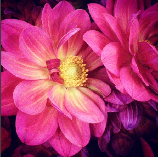 multicolored dahlias