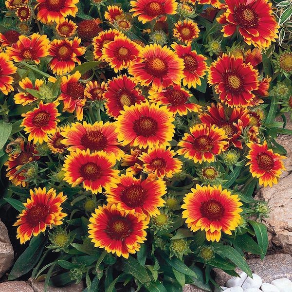 blanket flower