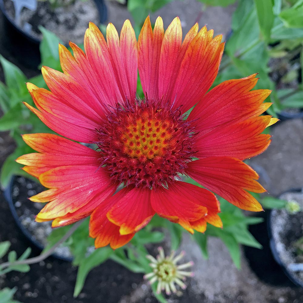 Tokajer Gaillardia