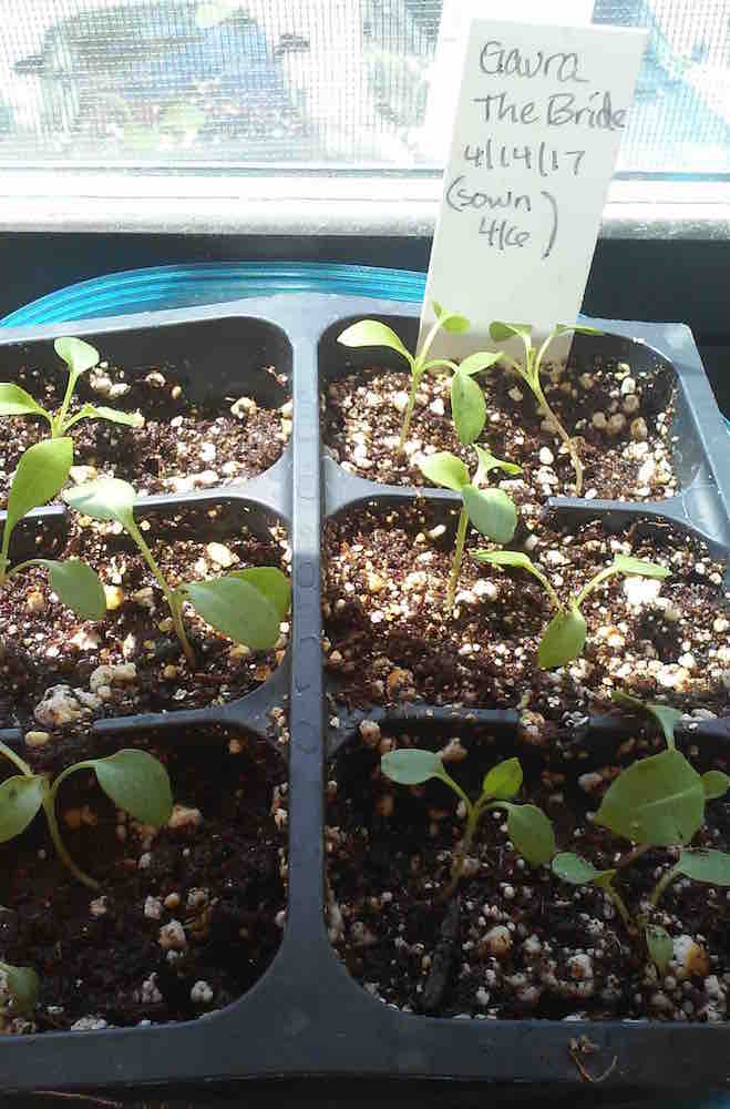 Gaura seedlings