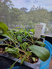 Gaura seedlings