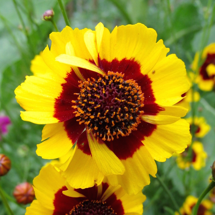 Coreopsis Golden Roulette