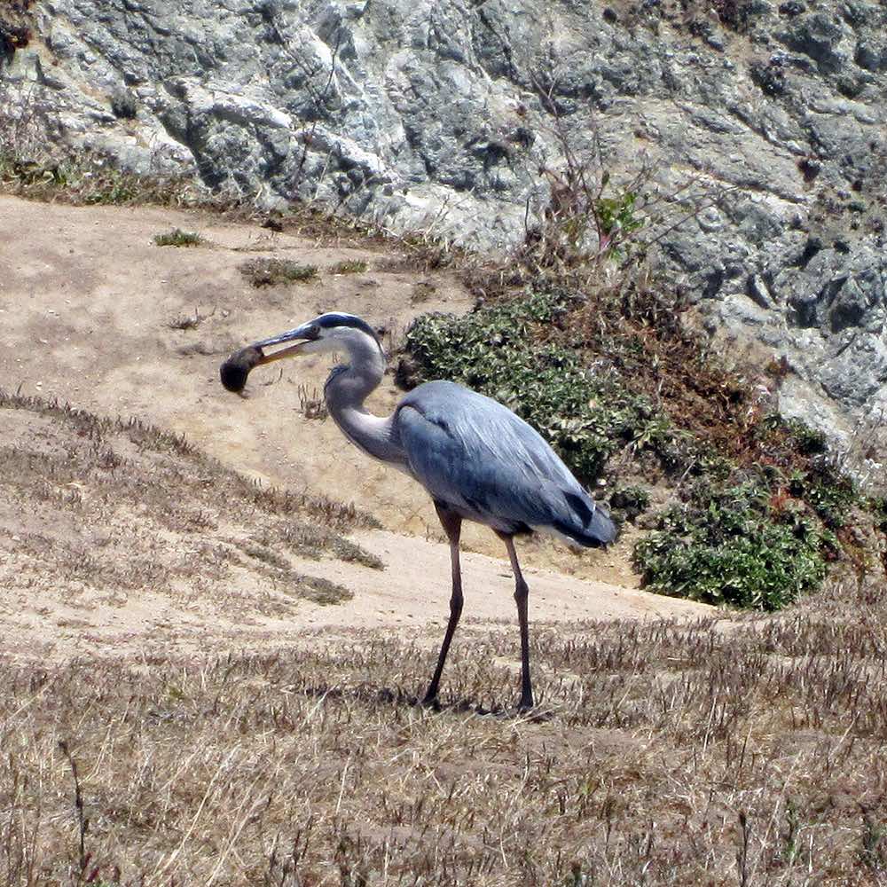 Heron eating a gopher