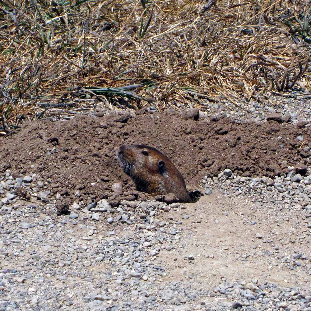 Gopher popping head out of hole