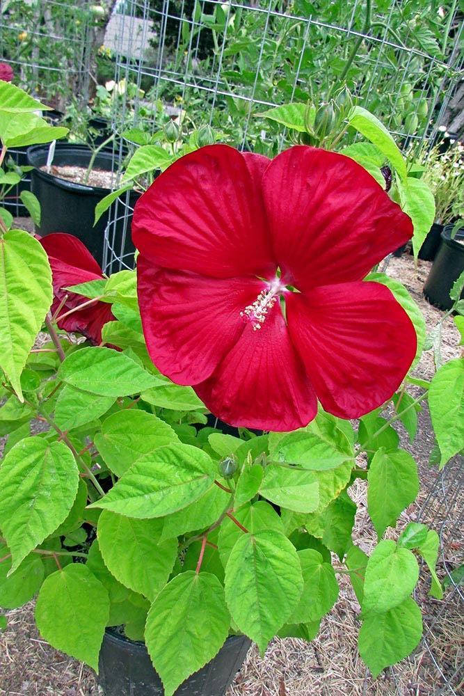 Honeymoon Deep Red Hibiscus