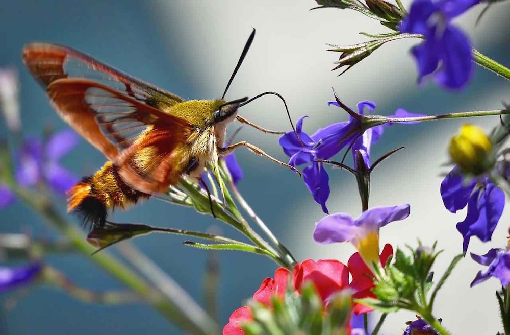 Hummingbird moth on a lobelia flower