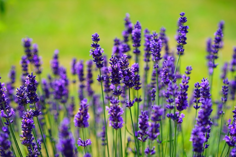 lavandula