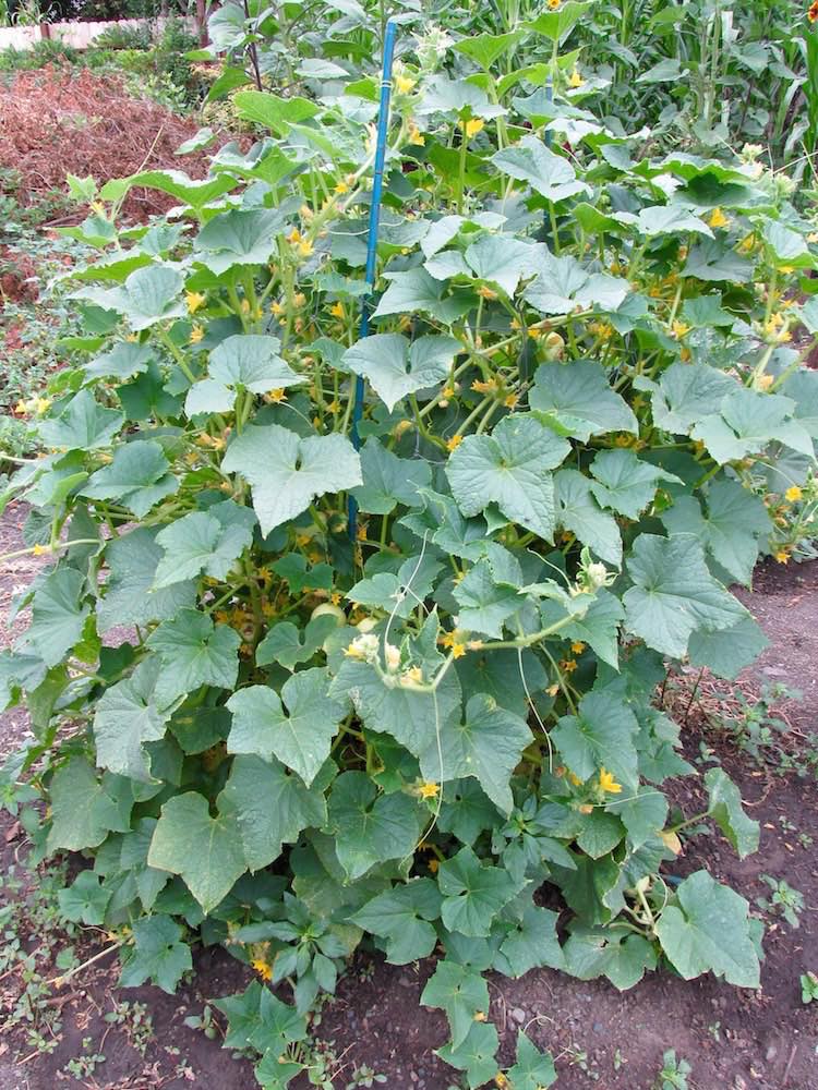 Lemon cucumber plants