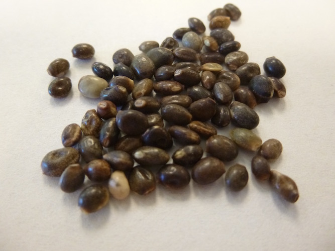lupine seeds