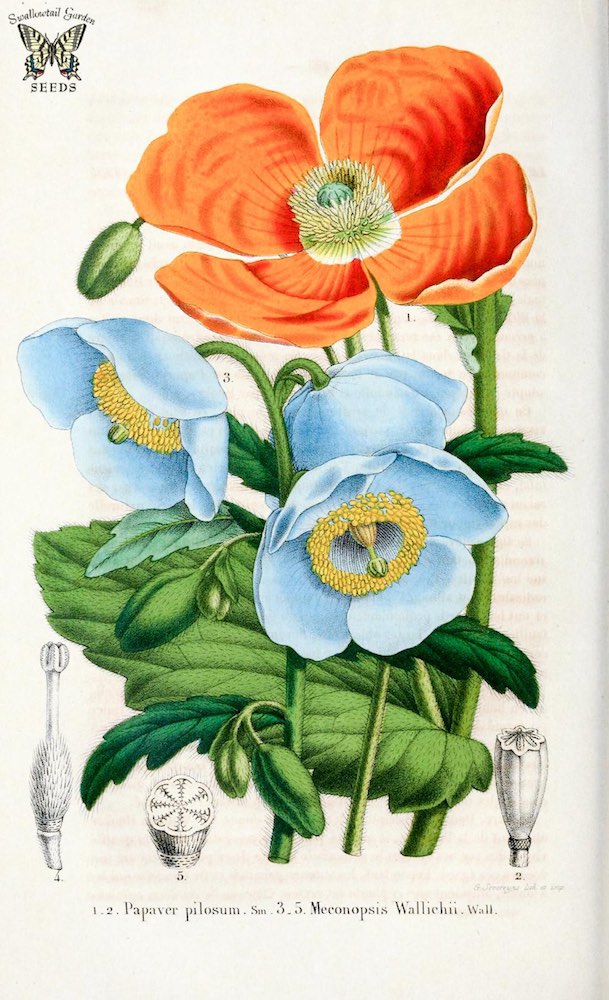 Meconopsis poppies