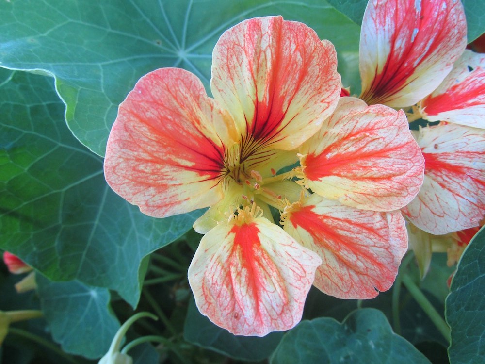 nasturtium