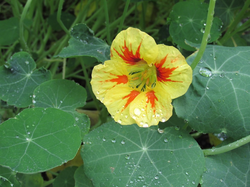 nasturtium