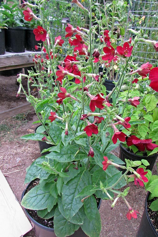 Baby Bella Nicotiana