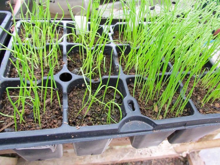 Evergreen Bunching Onion Seedlings