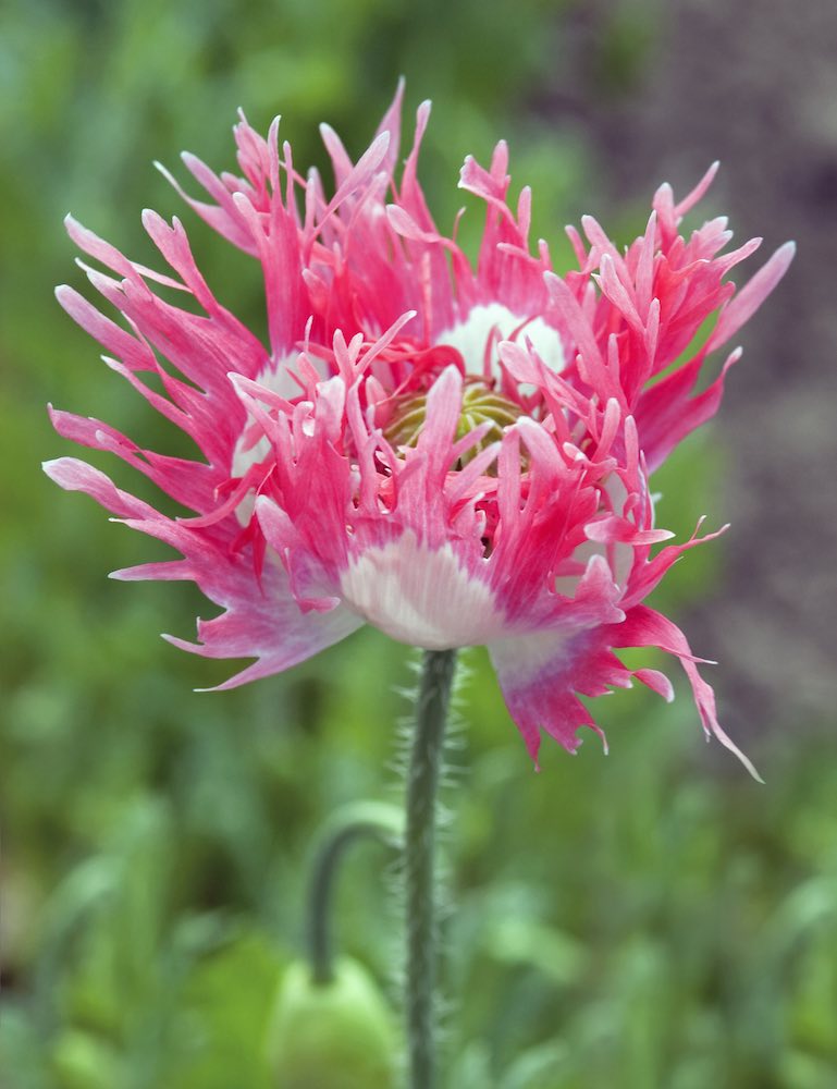 Pink Fizz peony poppy