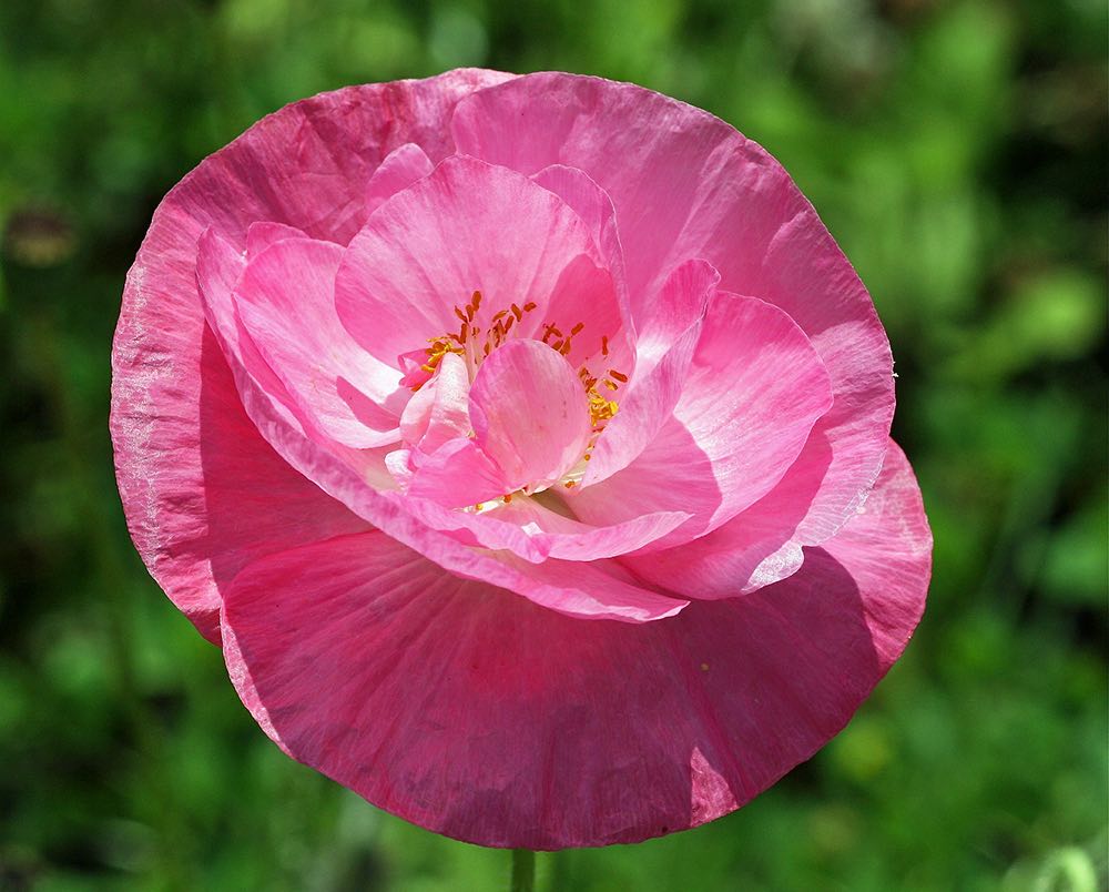 Pink shirley poppy