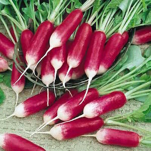 D'avignon radishes