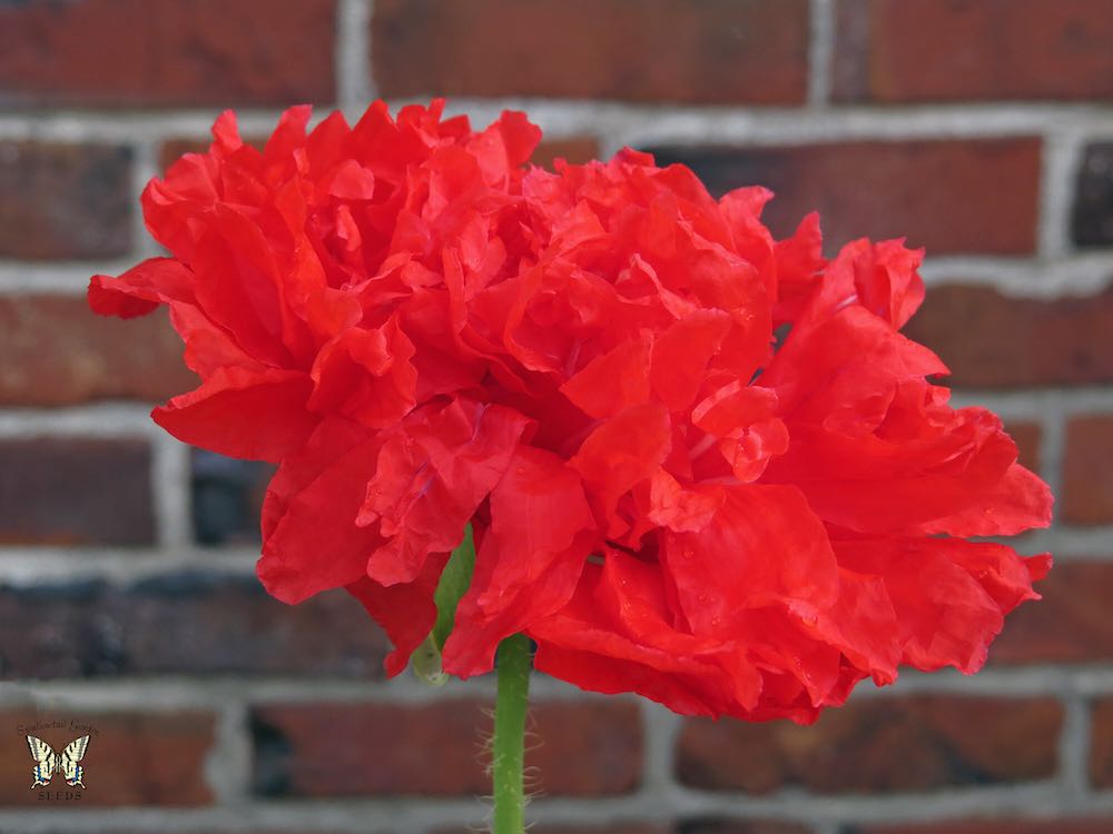 Red peony poppy