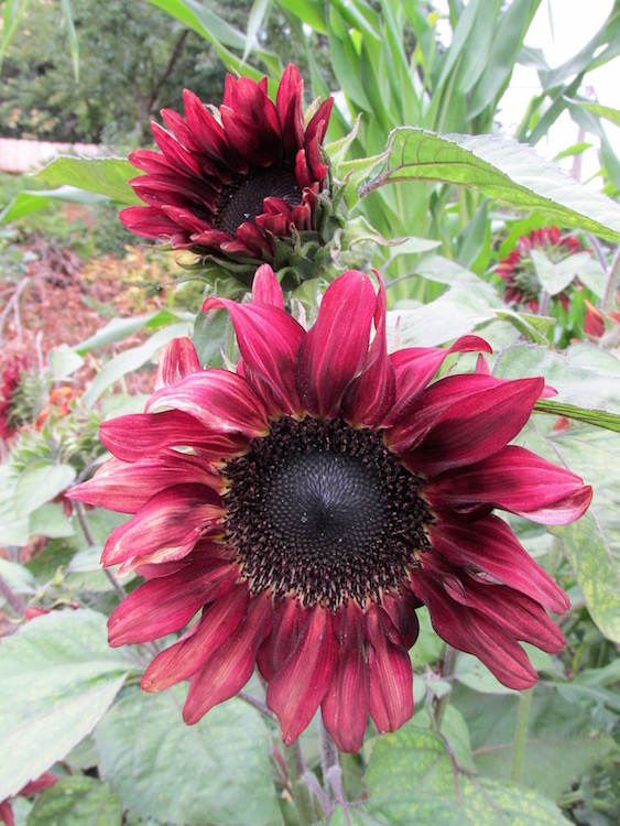 red wave sunflower