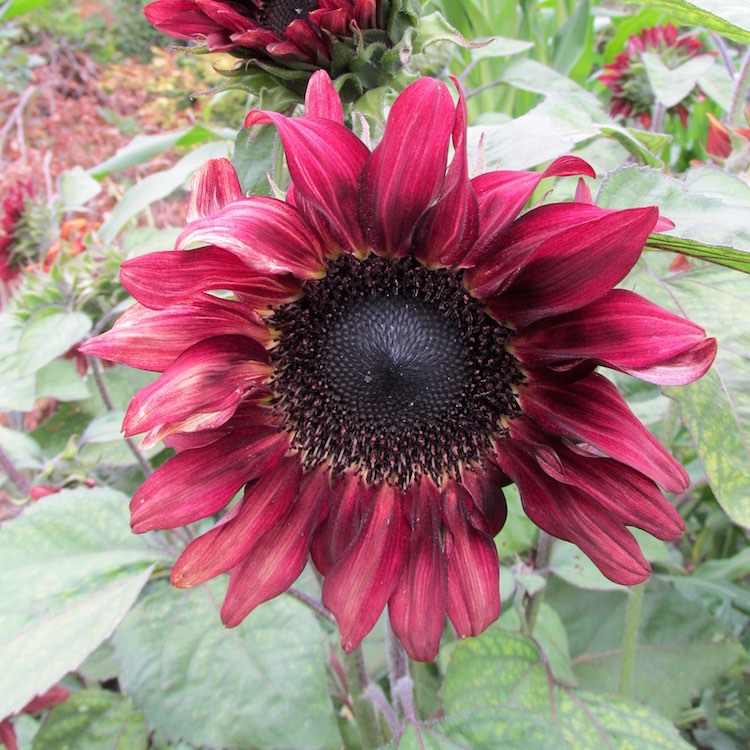 red wave sunflower