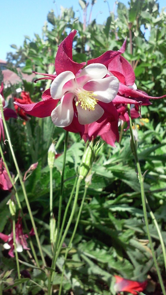 Red columbine with white center
