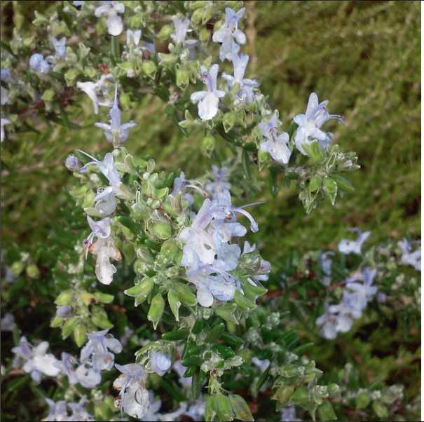 rosemary blooming