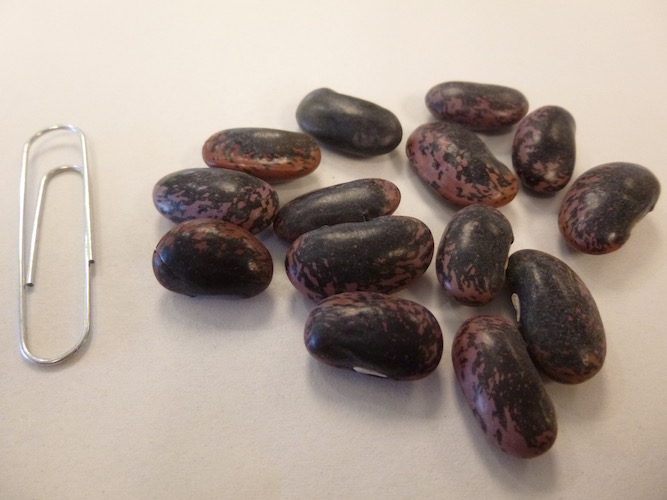 Scarlet Runner Beans