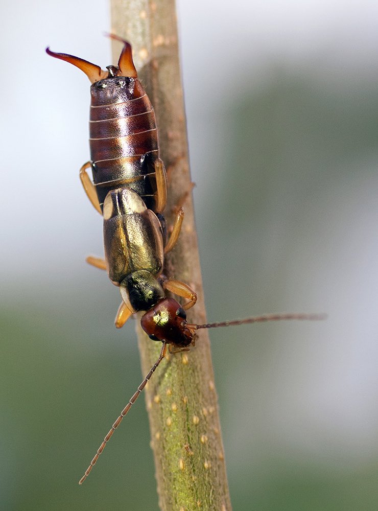 Earwig