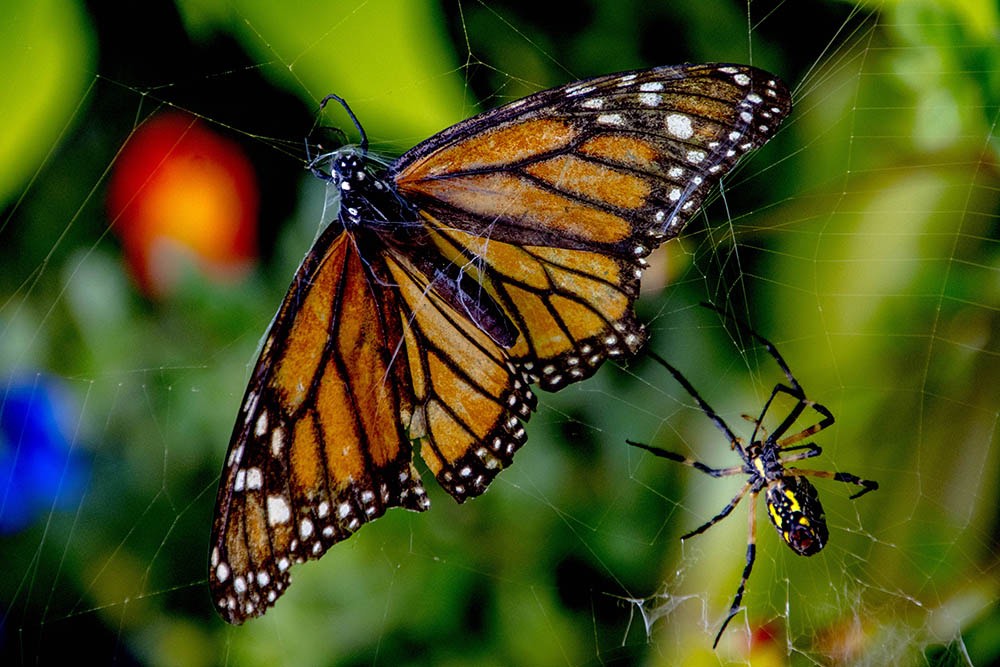 Garden Spider with Butterfly Meal