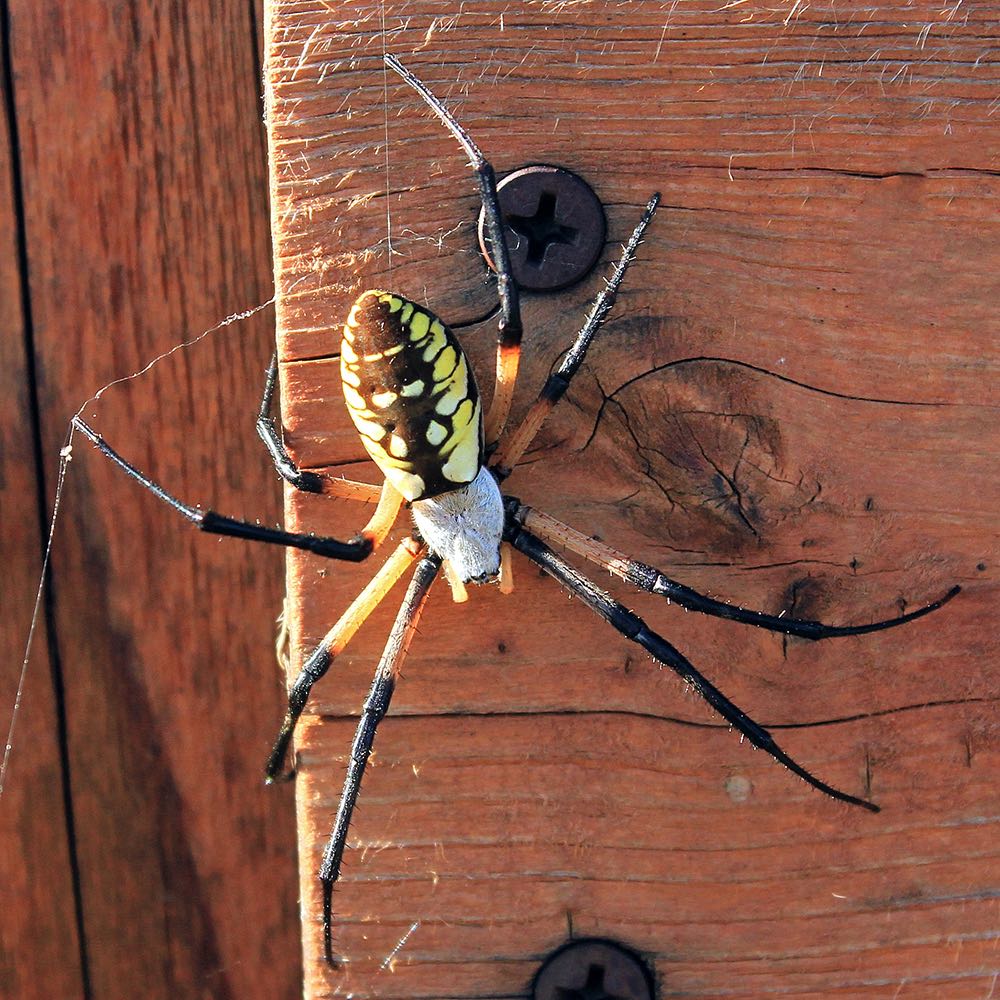 Common Garden Spider