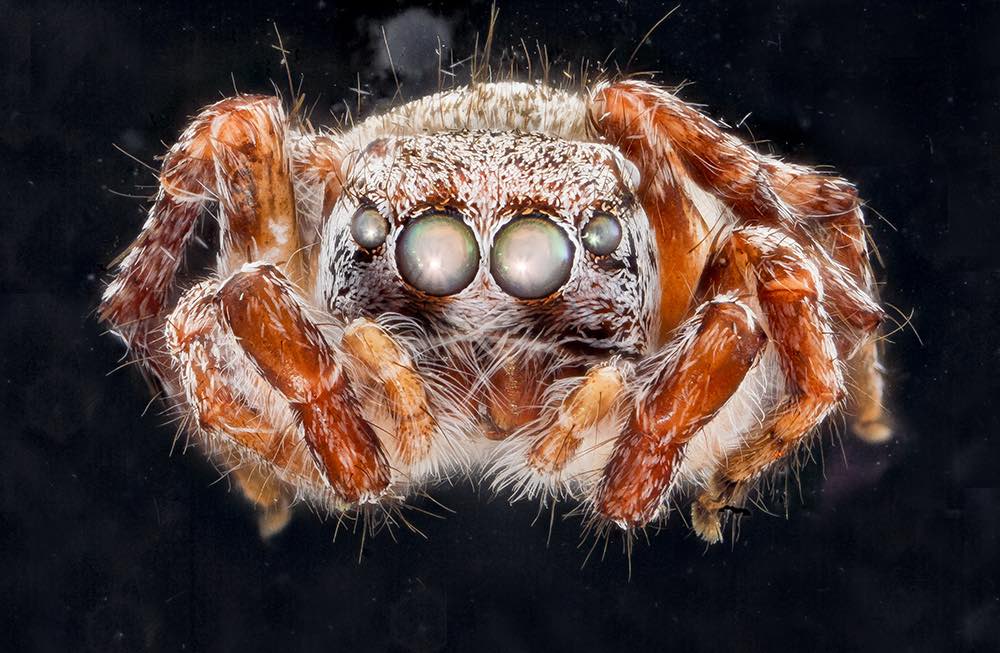 Jumping Spider