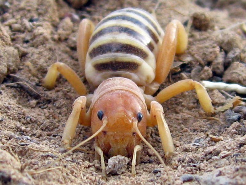 Potato Bug