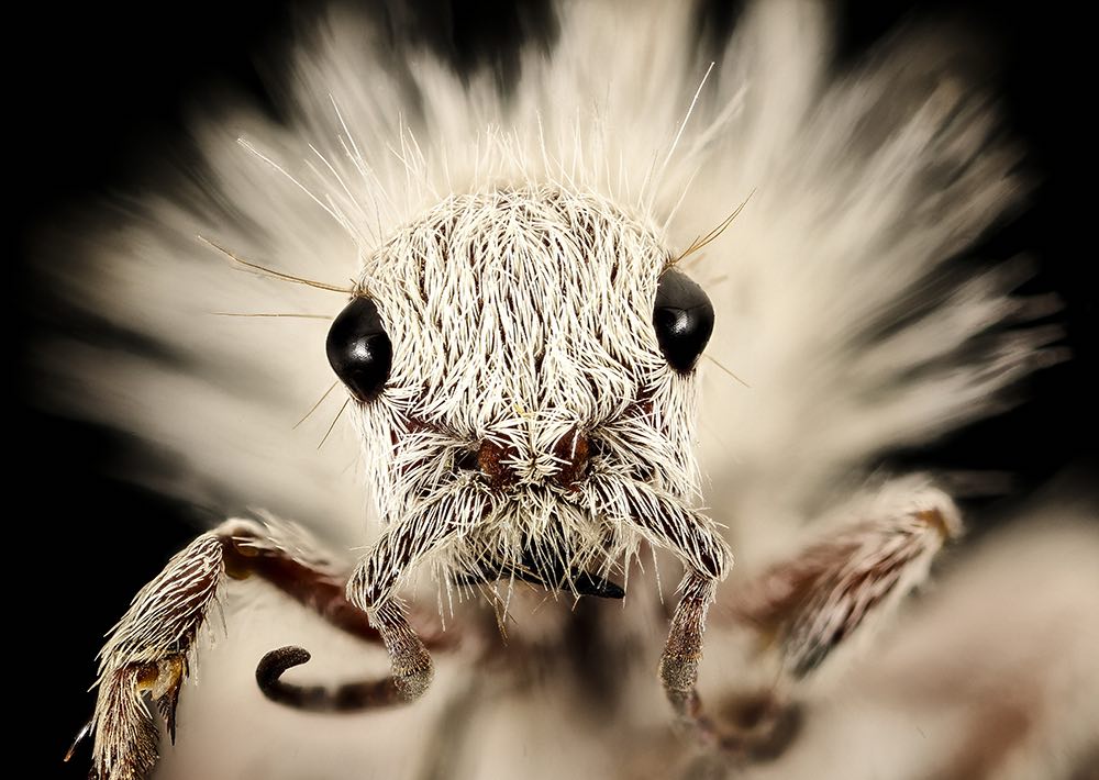 Thistledown Velvet Ant