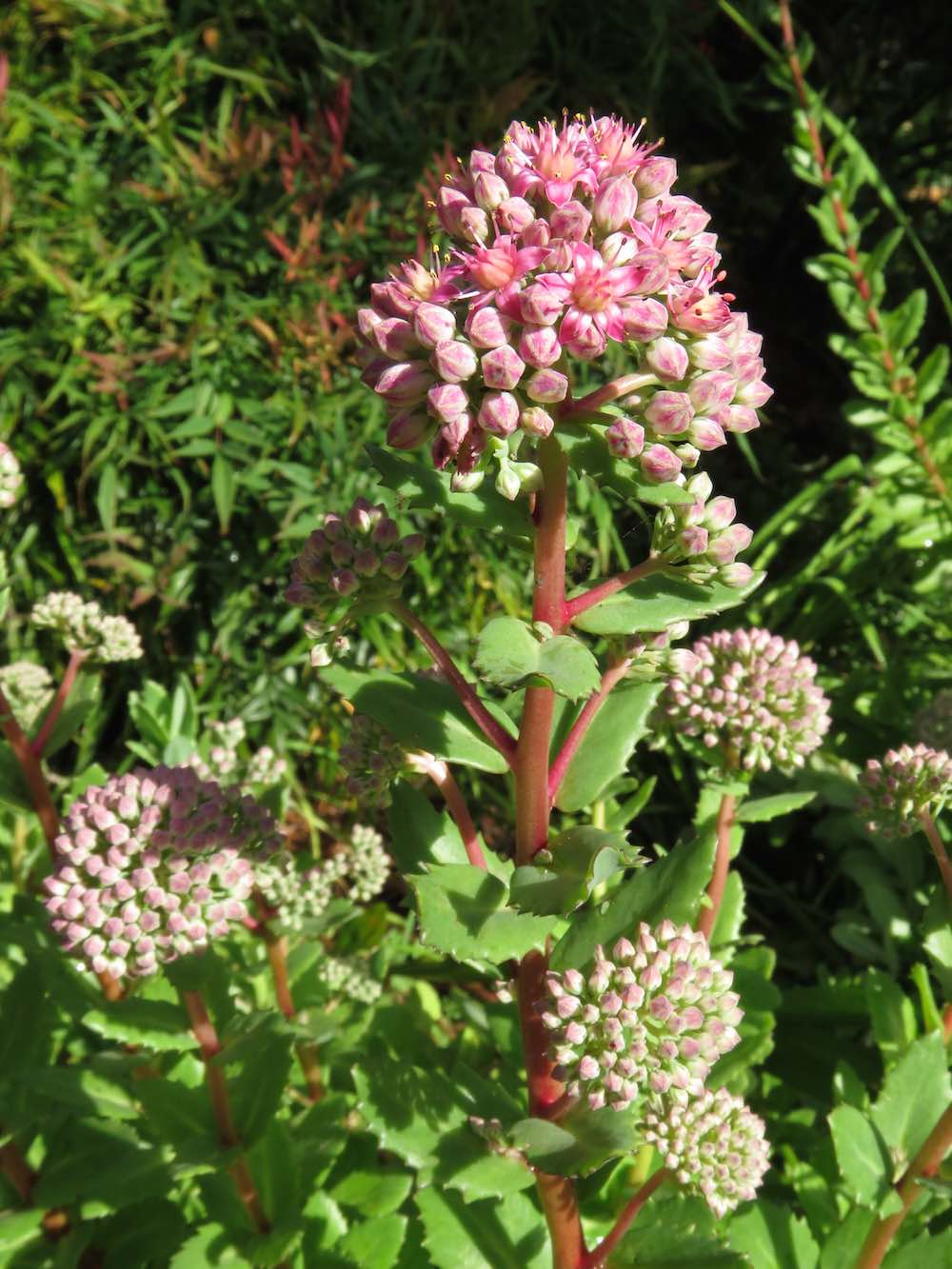 sedum flower