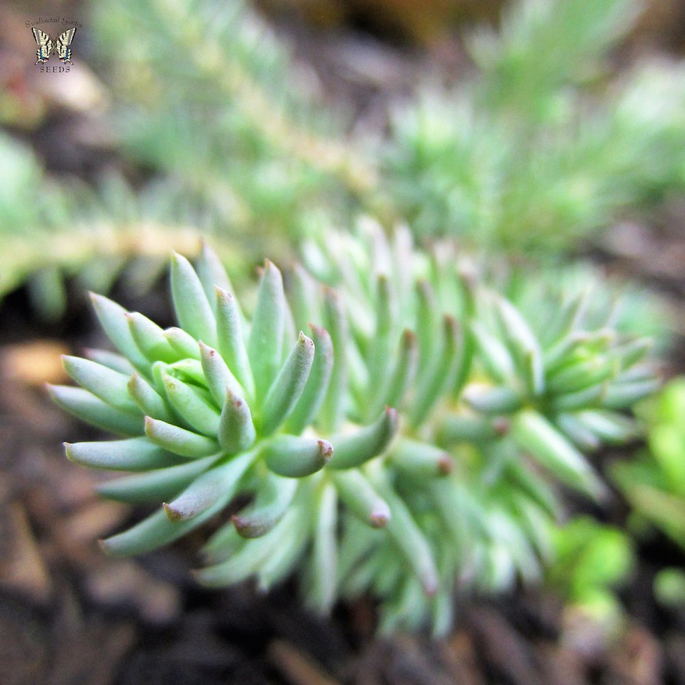 Oracle sedum