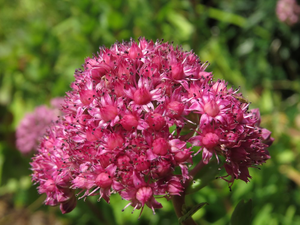 Dark pink sedum flower