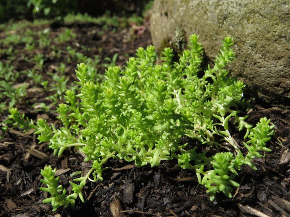 Sedum plant