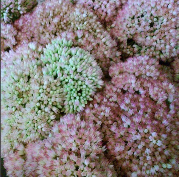 Flowering sedum