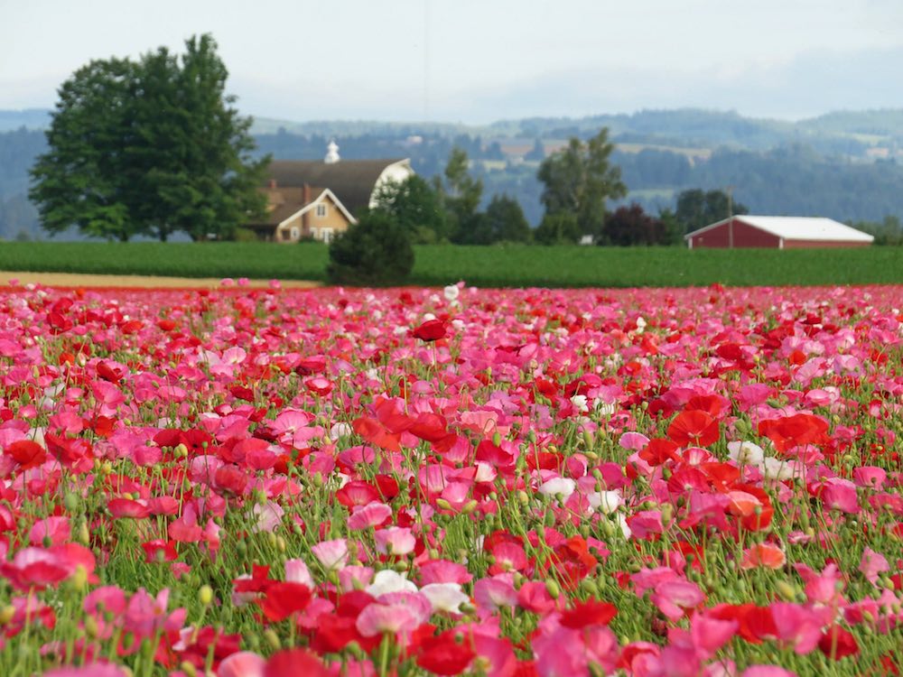 shirley poppies