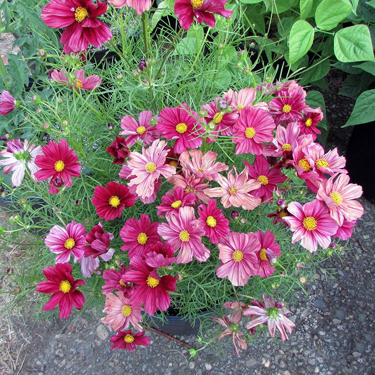 Rubinato cosmos in bloom